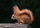 Linda Jackson - Red Squirrel.jpg